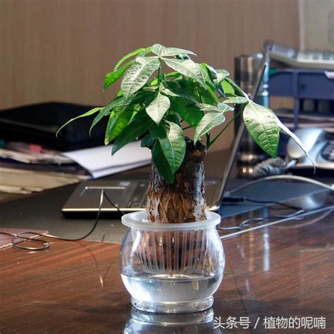 辦公室植物盆栽|辦公室植物養護全攻略